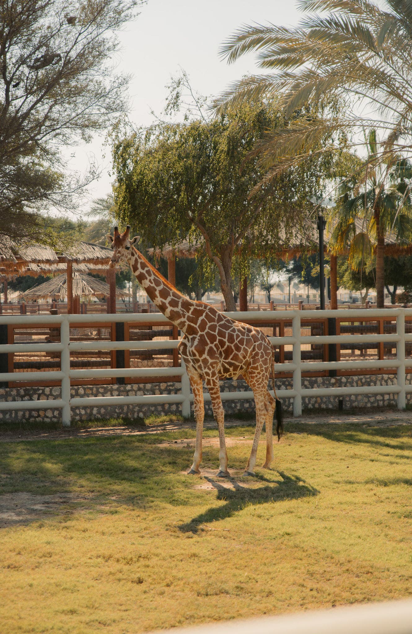 Fauna selvatica del Qatar
